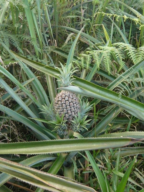 ananas-a-rio-amarillo-saldac