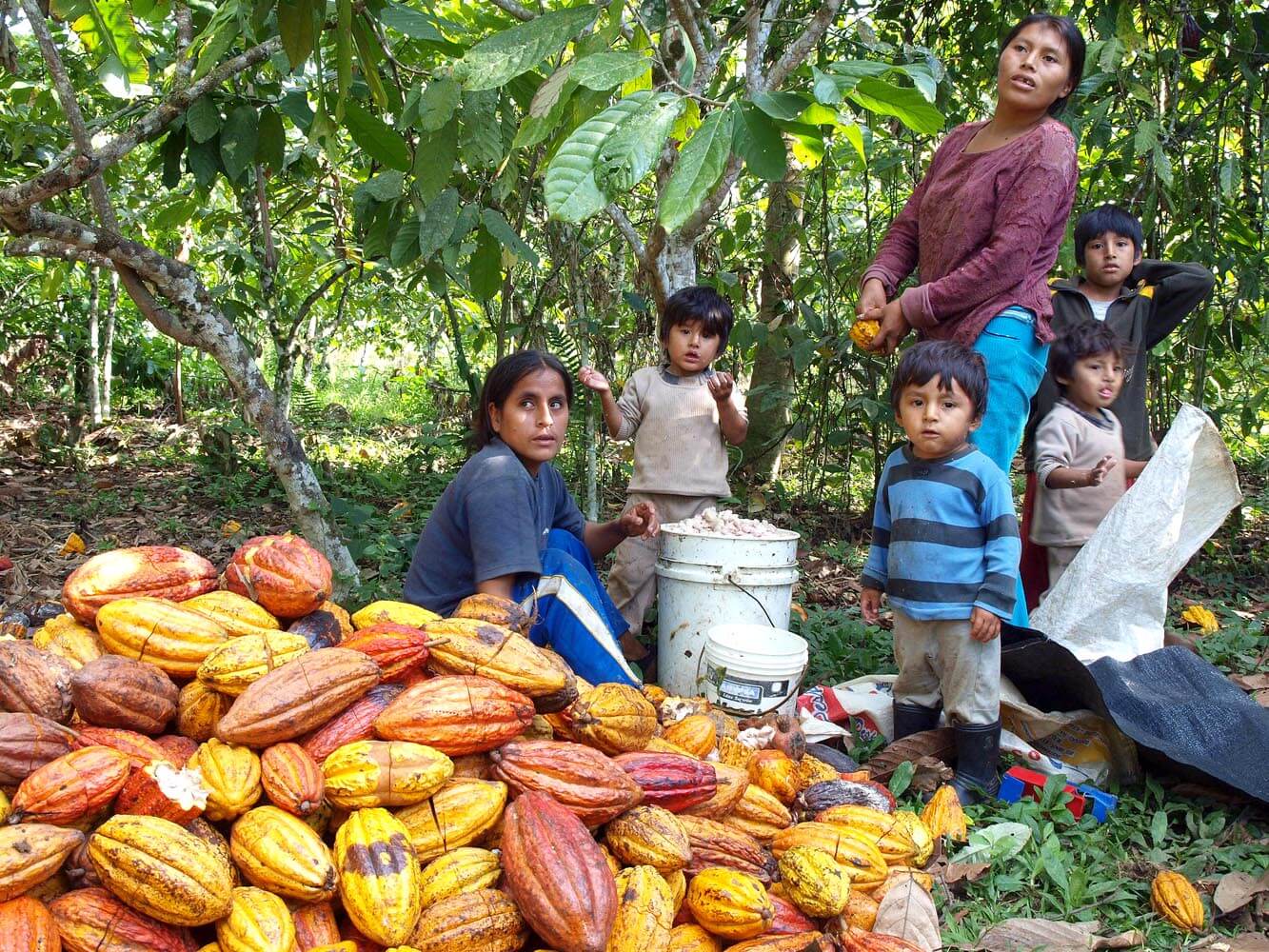 decoupe-des-cabosses-de-cacao