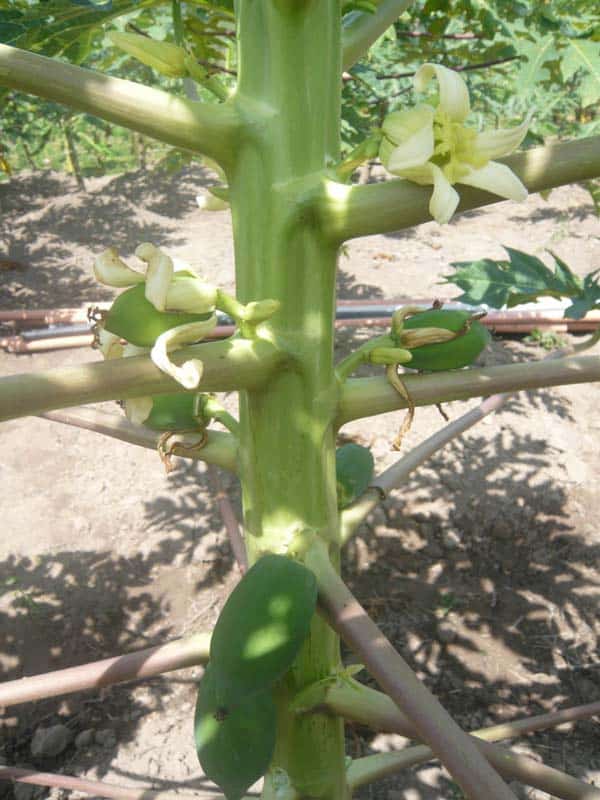la-floraison-des-papayes-commence-en-haut-du-tronc
