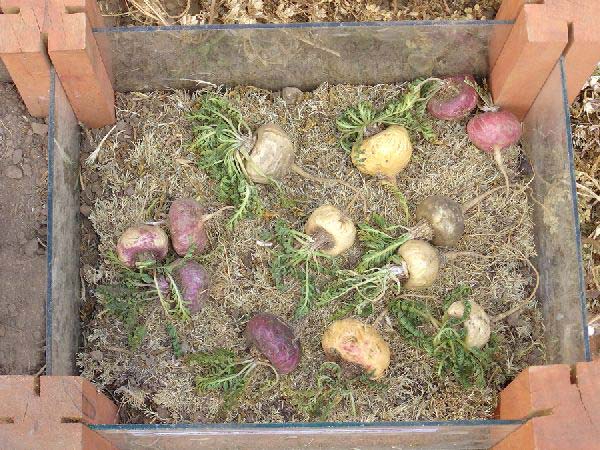 la-maca-saldac