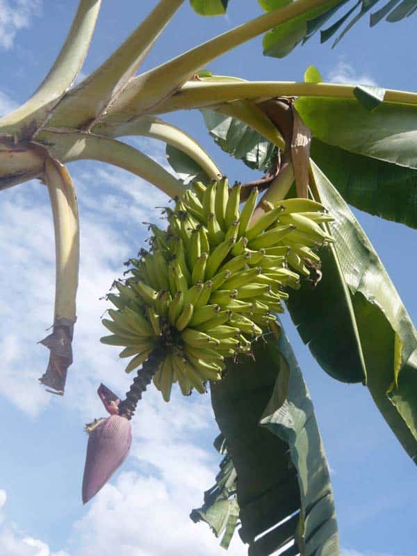 regime-de-bananes-roses-zotani-2010