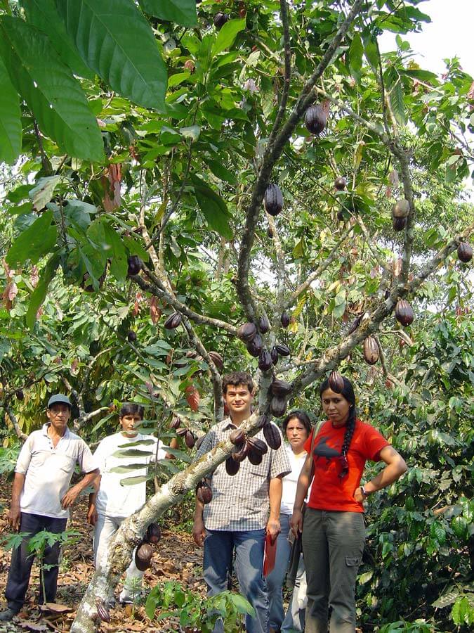 saldac-dans-les-champs-de-cacao