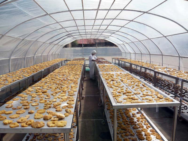 sechoir-solaire-production-d-ananas-saldac-2