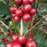 Grains de café Capucas prêts à être récoltés