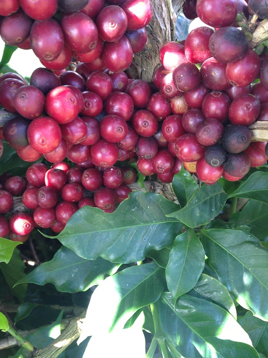 coffee-648219_960_720