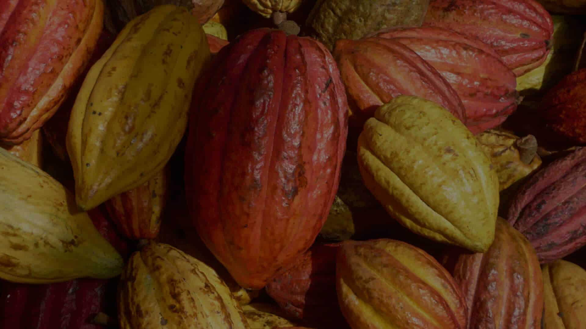 Cacao importé par SALDAC